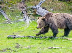 The Hidden Debate: Capturing Grizzly Bears in Yellowstone and Its Conservation Implications