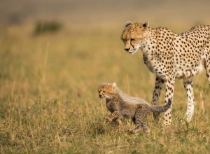 What Makes Baby Cheetahs So Distinct from Their Parents?