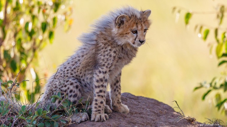 Wat maakt babycheeta s zo verschillend van hun ouders? 