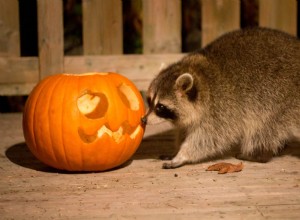 Animals Play with Pumpkins: Enrichment & Fun in Zoos