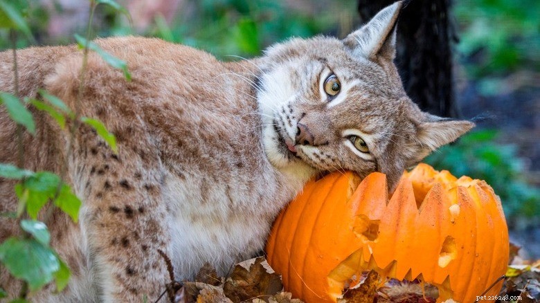 Dieren spelen met pompoenen:verrijking en plezier in dierentuinen 