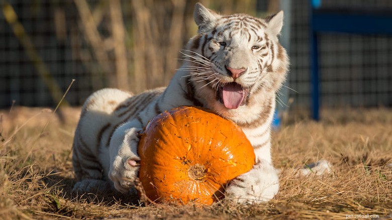 Dieren spelen met pompoenen:verrijking en plezier in dierentuinen 
