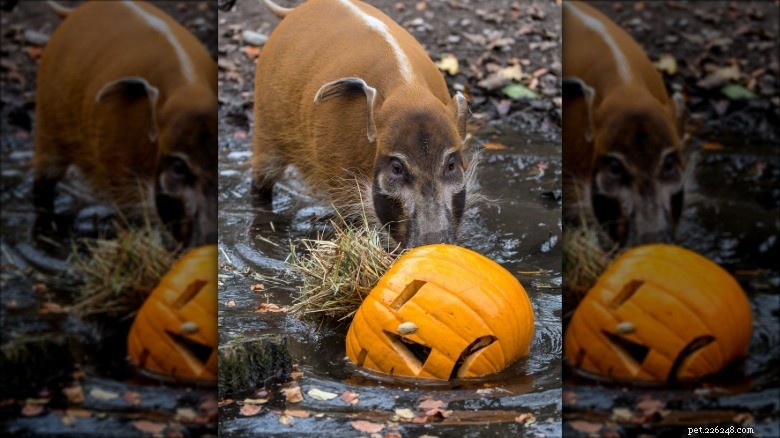 Dieren spelen met pompoenen:verrijking en plezier in dierentuinen 