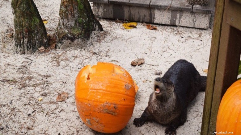 Dieren spelen met pompoenen:verrijking en plezier in dierentuinen 