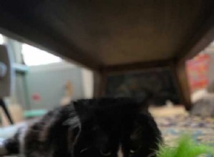 Meet Dwight – Affectionate Black & White Longhair Cat Seeking a Loving Home