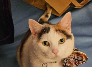 Meet May May: Your Affectionate Calico Companion