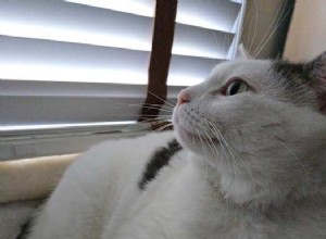 Meet Winnie: Your Future Feline Companion