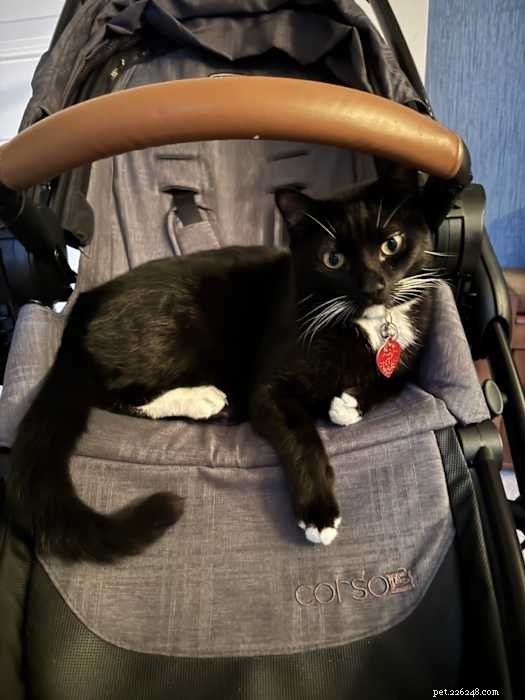 Adopteer Kendrick Lamar – lieve Amerikaanse korthaar kat klaar voor een liefdevol huis 