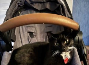 Adopt Kendrick Lamar – Sweet American Shorthair Cat Ready for a Loving Home
