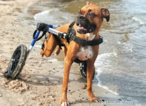 Leg Tremors in Dogs: Why Your Dog’s Back Legs Shake and What to Do