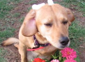 Special Animals Rescued from Texas Rescue Ranch