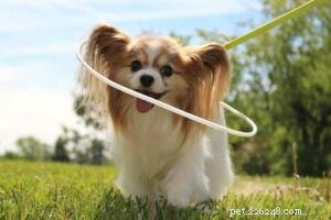 Inside the Northeast Papillon & Pomeranian Rescue: A Conversation with Kelly Arsenault
