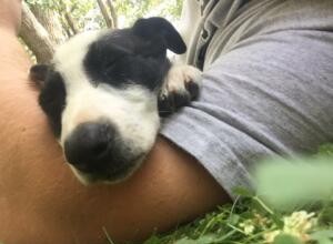 5 Essential Questions to Ask Before Adopting a Disabled Dog