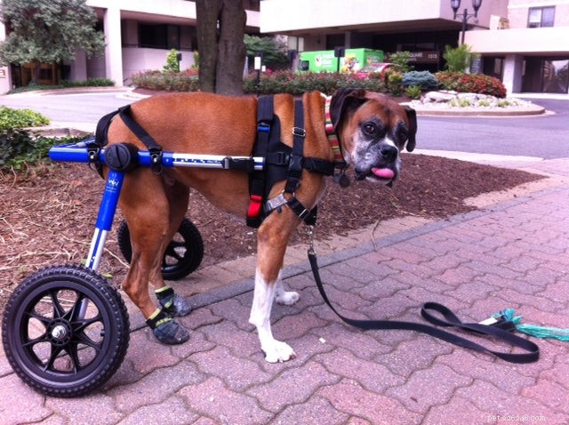 Boags se úspěšně přizpůsobí Walkin  Wheels díky zkušebnímu rozšíření 