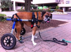 Boags Successfully Adapts to Walkin  Wheels, Thanks to Trial Extension