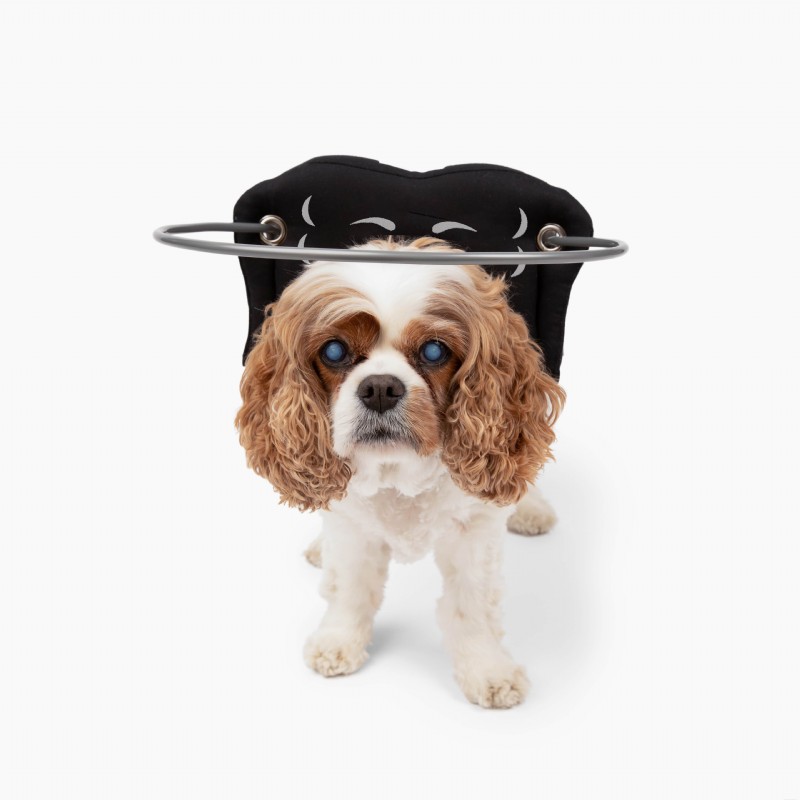 Escolhendo o cachorro cego certo, Halo:nossa recomendação de especialistas 