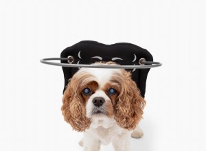 Choosing the Right Blind Dog Halo: Our Expert Recommendation