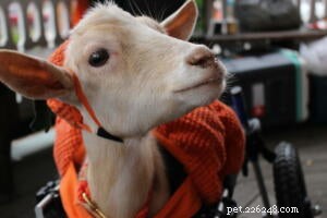 Disabled Goat Champ Inspires Compassionate Care and Highlights Farm‑to‑Table Values