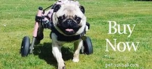 Disabled Goat Champ inspiruje soucitnou péči a vyzdvihuje hodnoty z farmy na stůl 