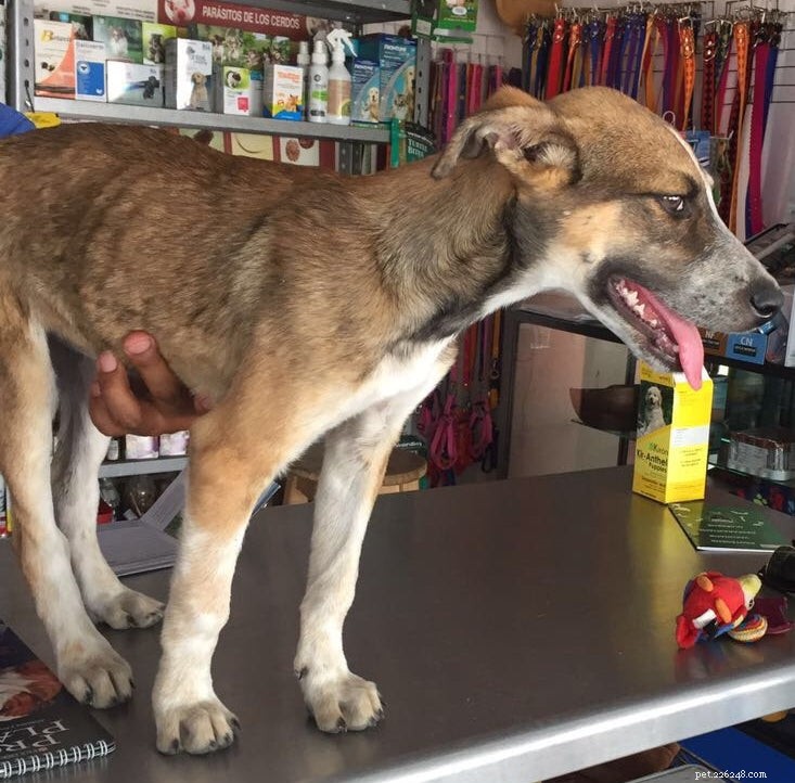 Från Mexiko till New Hampshire:Rescue Puppy Finds Loving Family 