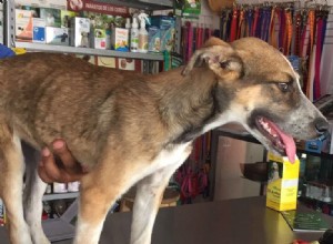 From Mexico to New Hampshire: Rescue Puppy Finds Loving Family
