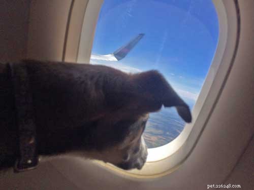 Från Mexiko till New Hampshire:Rescue Puppy Finds Loving Family 