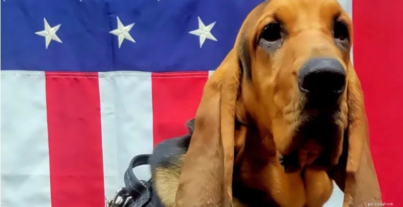 Trenton polishund dör efter att ha lämnats i överhettad patrullbil 