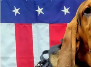 Trenton Police Dog Dies After Being Left in Overheated Patrol Car