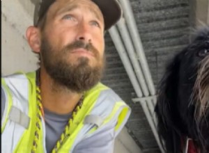 Beloved Florida Python‑Hunting Dog Otto Killed in Tragic Road Accident