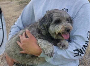 Heart‑warming Rescue: Dog Stays Beside Deceased Owner for Days in Arizona Wilderness