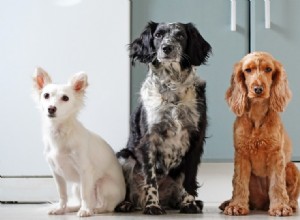 TV Star Daniel Henney Saves 67 Dogs from Cruel Meat Farm in South Korea