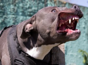 Severe Pit Bull Attack Leaves 76‑Year‑Old Woman with Jaw Injury in Houston Yard