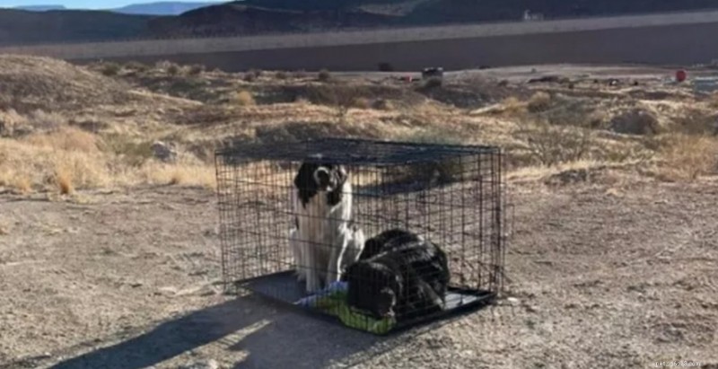 Authorities Investigate Two Dogs Abandoned in Utah Desert Cage 