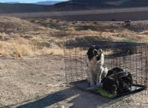 Authorities Investigate Two Dogs Abandoned in Utah Desert Cage