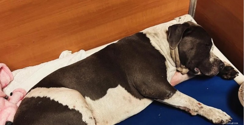 Herrelös hund står vid skadad följeslagare efter kollision lämnar tre brutna ben 