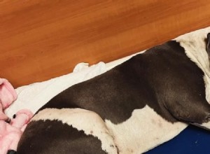Stray Dog Stands By Injured Companion After Collision Leaves Three Broken Legs
