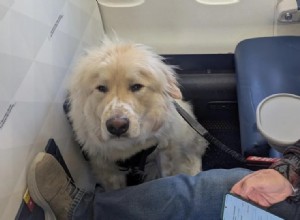Delta Passenger Upset Over First-Class Seat Reassigned to Service Dog