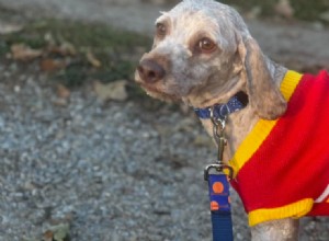 From Streets to Sweet Home: A Dog s 8-Month Rescue Transformation