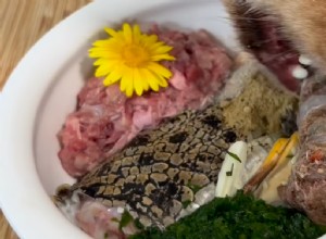 Why This Dog s Appetite Outshines Most Humans