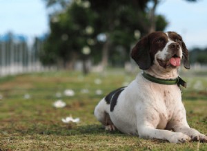 When Is It Too Hot for Your Dog to Stay Outside? Key Safety Tips