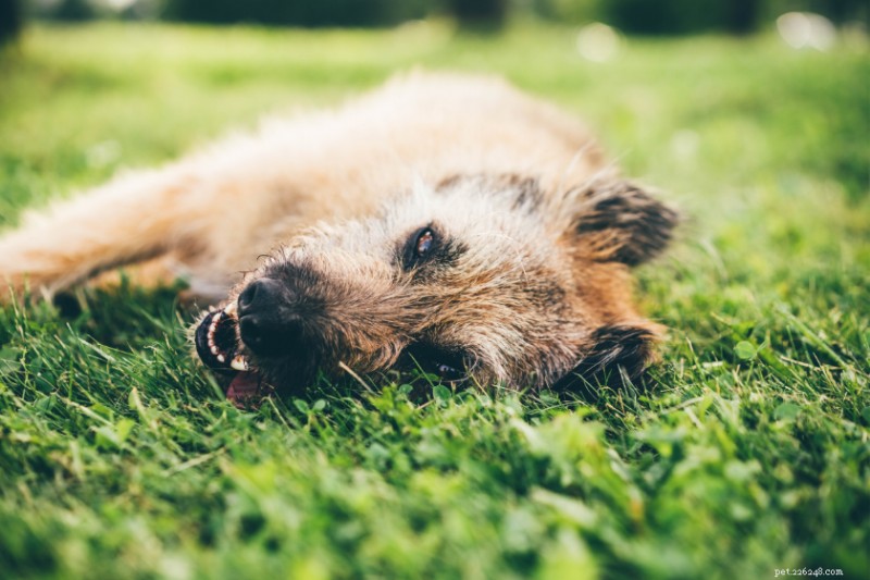 Wanneer is het te warm voor uw hond om buiten te blijven? Belangrijke veiligheidstips 
