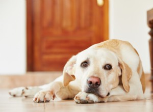 Top 12 Dog Breeds Prone to Separation Anxiety: What to Watch For