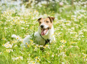 Expert Guide to Diagnosing and Treating Seasonal Allergies in Dogs