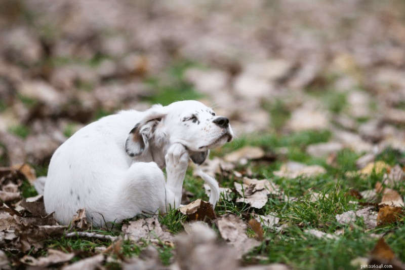 Deskundige gids voor het diagnosticeren en behandelen van seizoensallergieën bij honden 