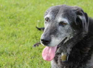 Why Dogs Pant: Beyond Cooling – A Comprehensive Guide