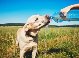 Top 10 Expert‑Backed Ways to Safely Exercise Your Dog in Hot Weather