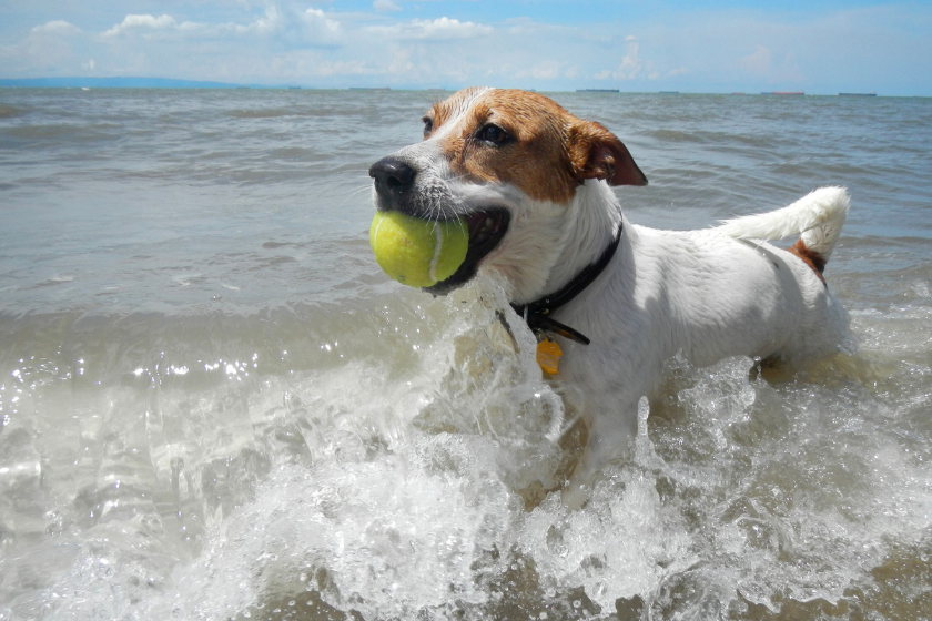 犬も日焼けすることがあります:この夏、ペットを安全に保つための専門家のヒント 