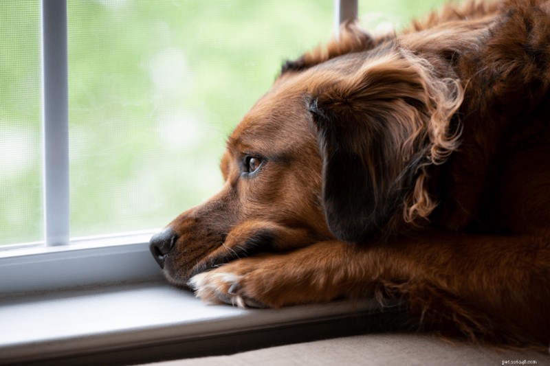 5 indicateurs clés de la dépression chez les chiens 