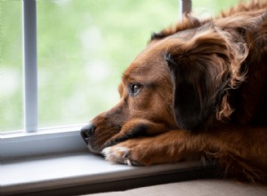5 Key Indicators of Depression in Dogs