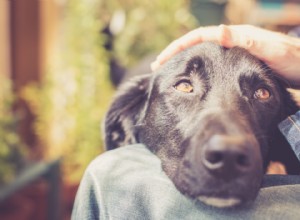 Head Pressing in Dogs: Recognizing the Signs to Protect Your Pet s Health